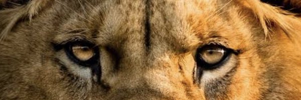 amaanmiller Profile Banner