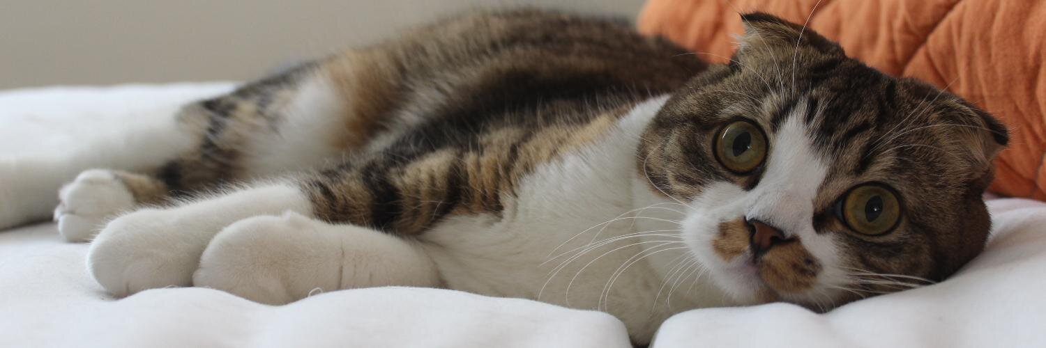 MacchaCat's profile banner image