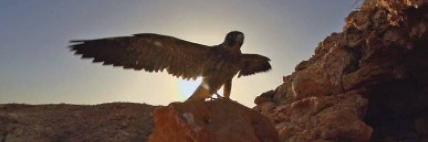 Omani_Falcon07's profile banner image