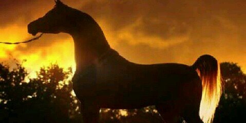 memy55dn's profile banner image
