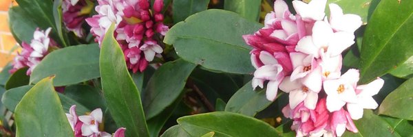 shadowl0tus Profile Banner