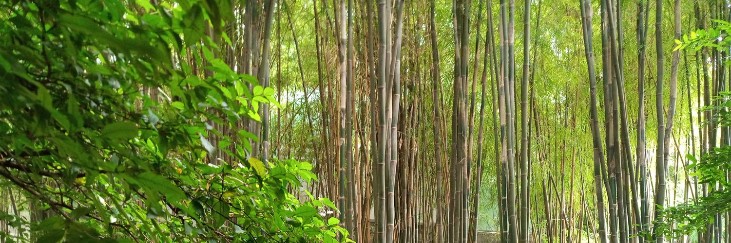 ꪗꪮꪑꪮꪶ banner