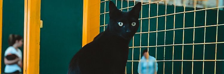 Luchimoyaa's profile banner image
