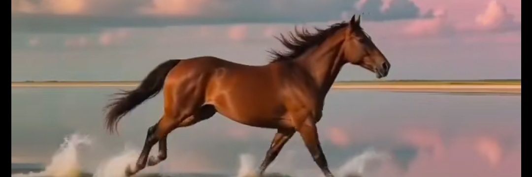 🐎مهره 👑 banner