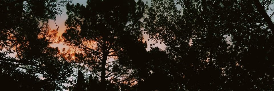 JenniArbore's profile banner image