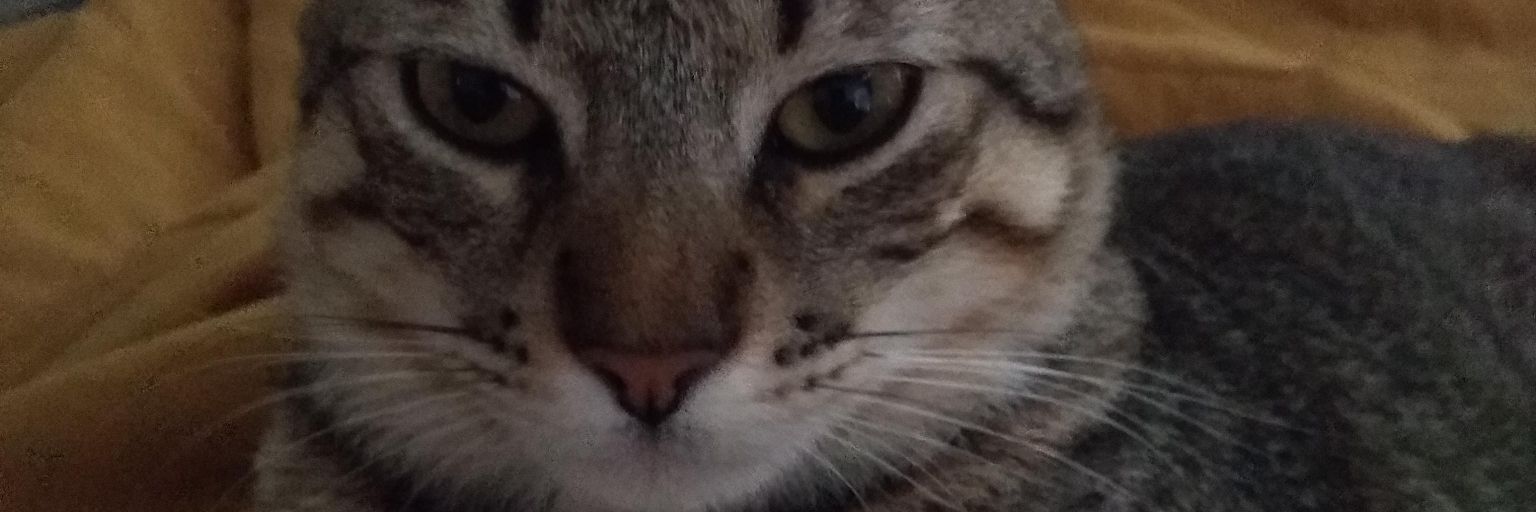 LeonardodeBorb3's profile banner image