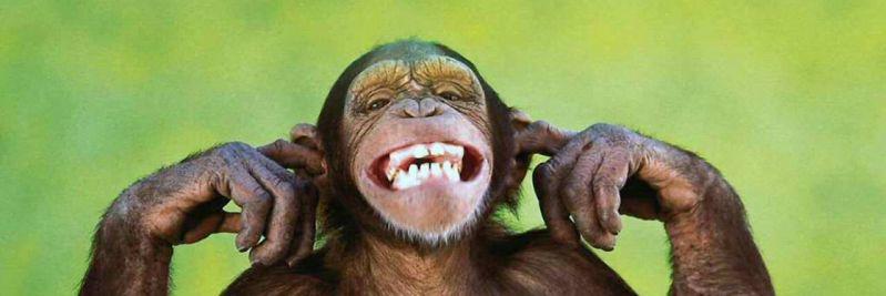 Habichuela del Mal banner