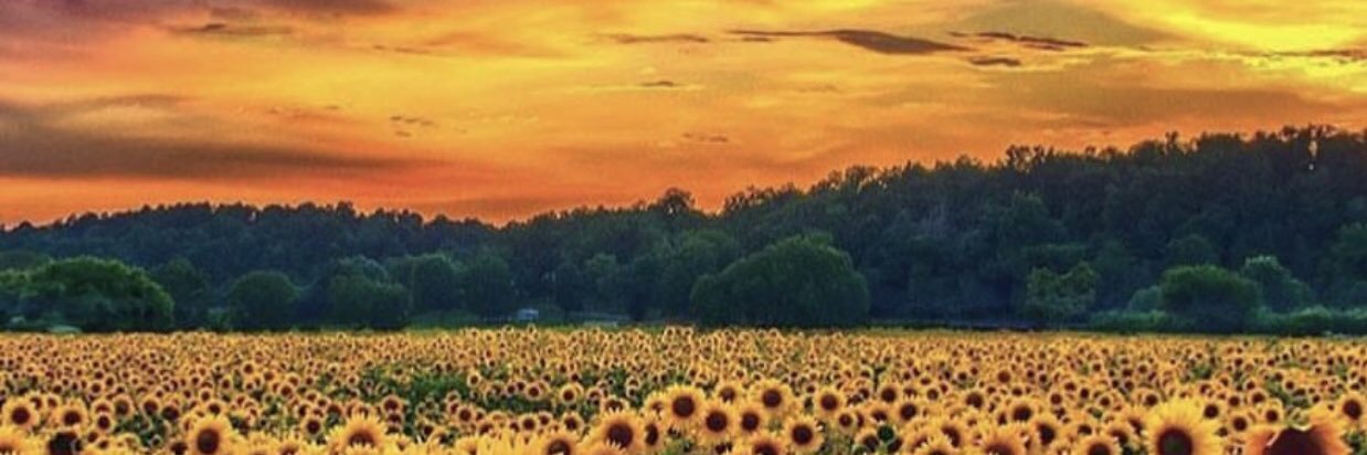 emily_sinclair4's profile banner image