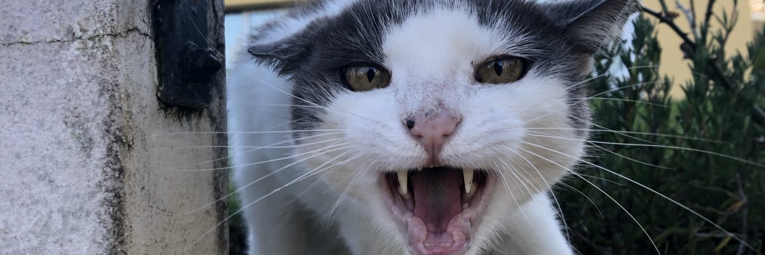 VanEvelene's profile banner image
