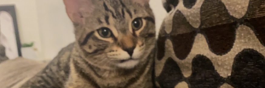 nvxmii's profile banner image