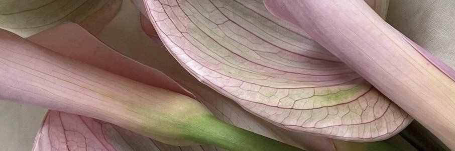 ᰋ ˓ lilah ◞ banner