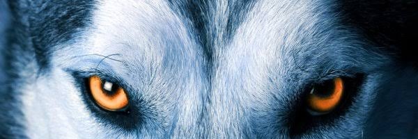 Carlo_augustos's profile banner image