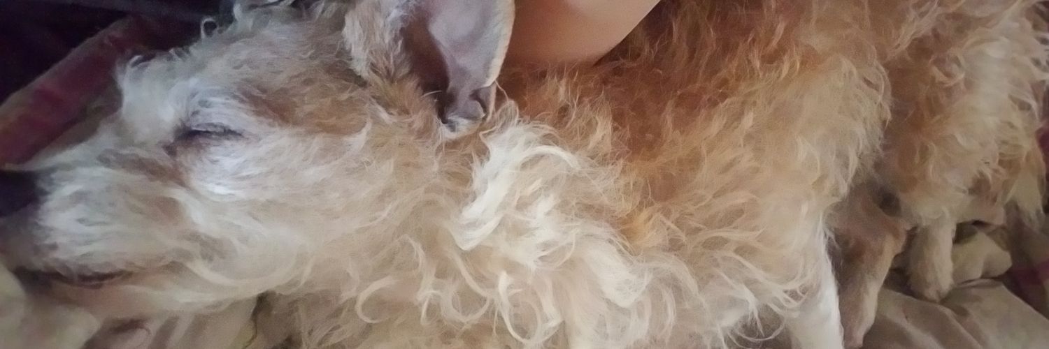 BrookeRea1's profile banner image