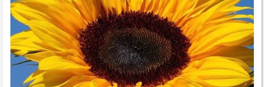 ConsejoContigo's profile banner image