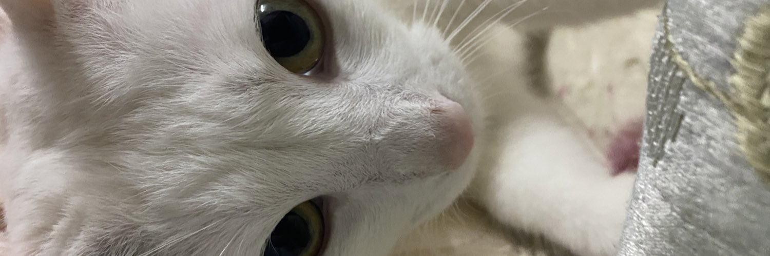 KumamonHKG's profile banner image
