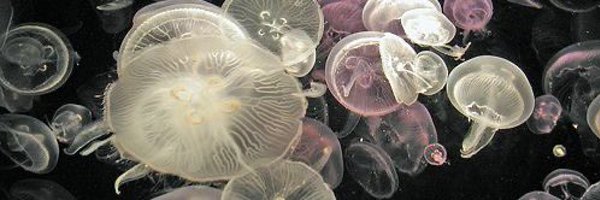 slaymeister2 Profile Banner