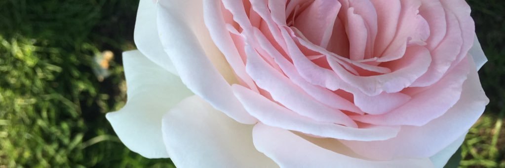 shayles23's profile banner image