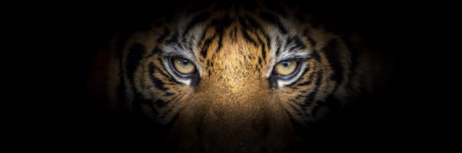 Doyle Lady Tigers Softball banner