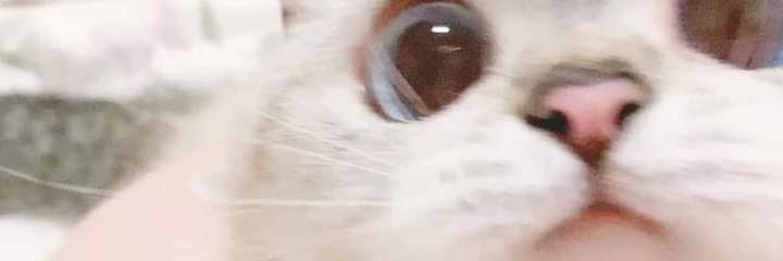 ELLE banner