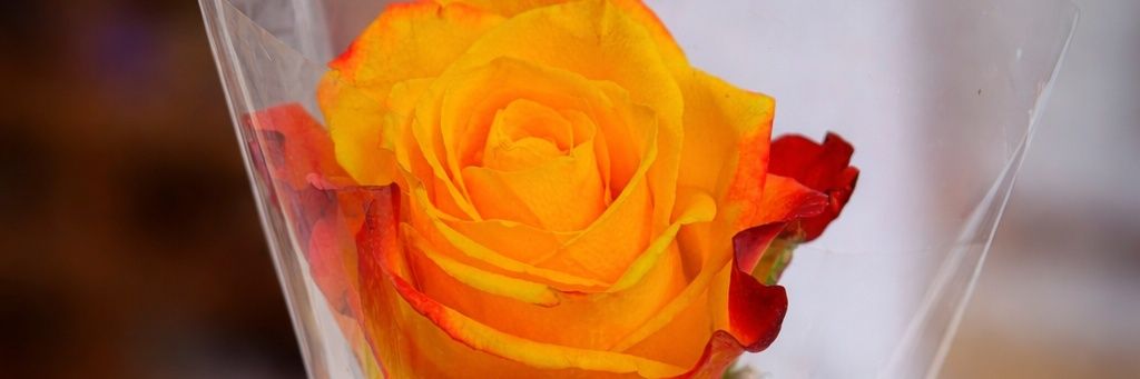 cuPcakeZmuZe's profile banner image