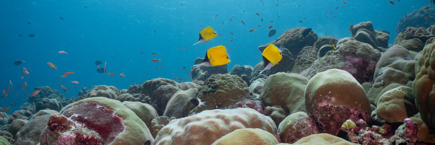 Maldives Resilient Reefs banner