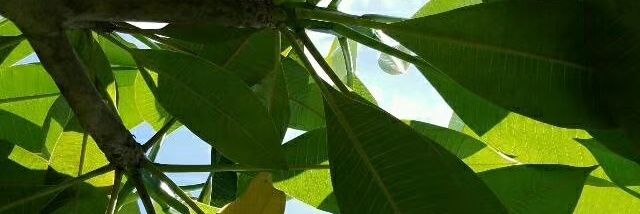 sunzeha's profile banner image