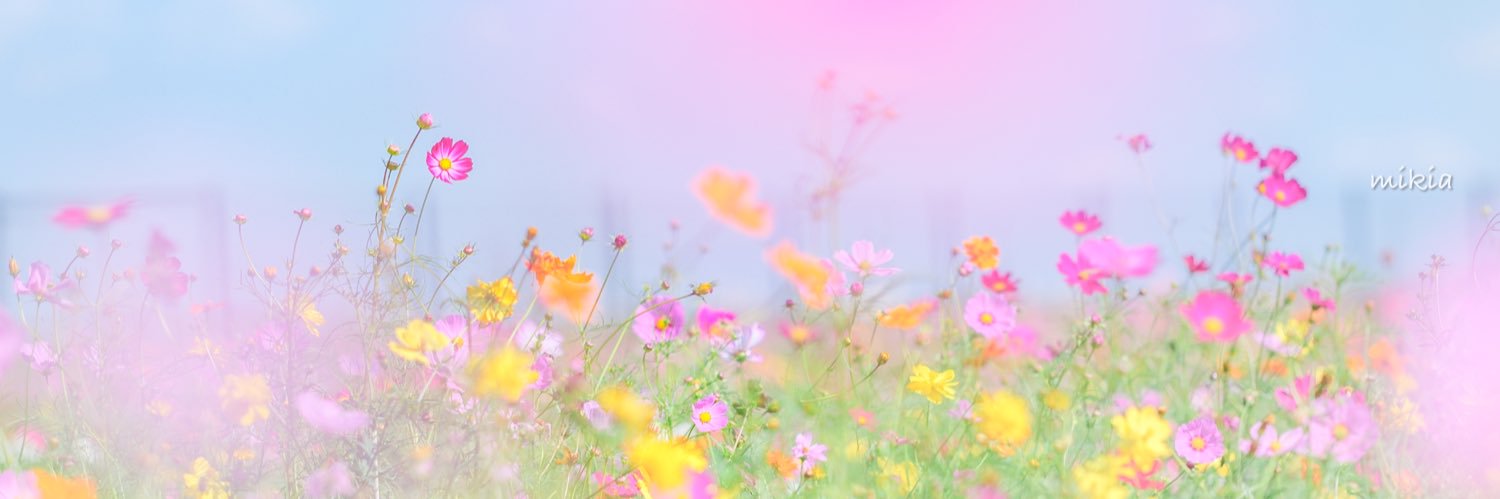 Mikitwitt's profile banner image