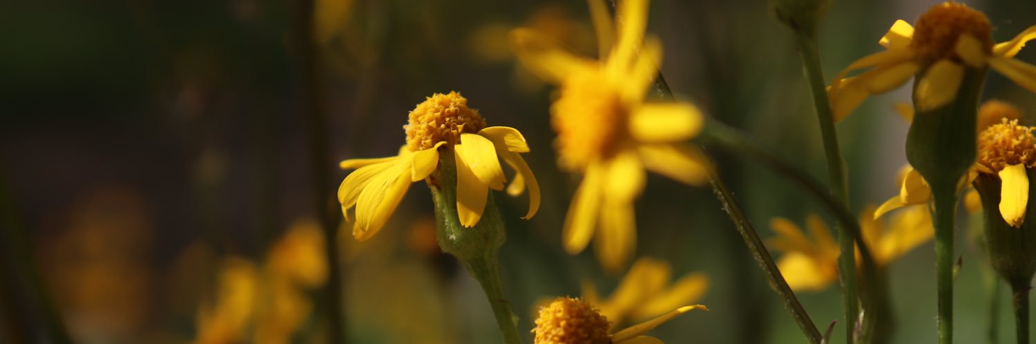 alisonmcfields's profile banner image