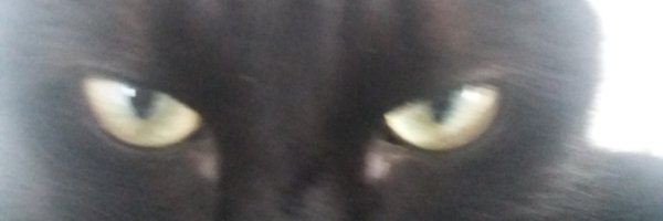 GrogTheLadyBear Profile Banner