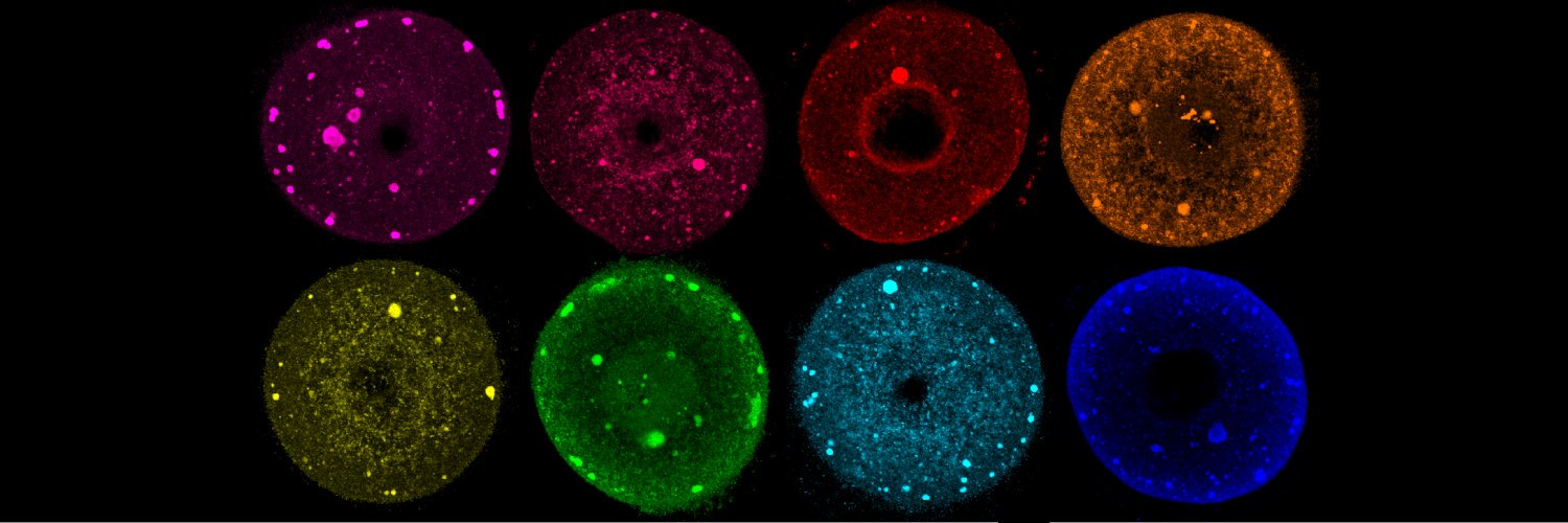 Alexandra Peters banner