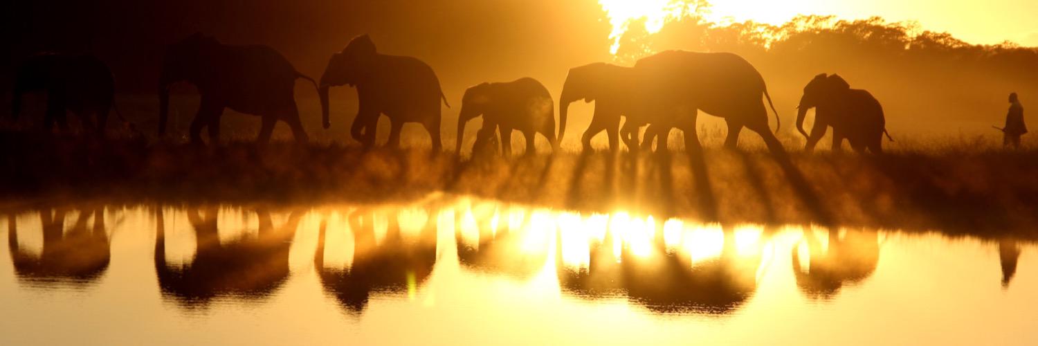 MsNandagopal's profile banner image