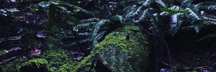 joshbarringeris's profile banner image
