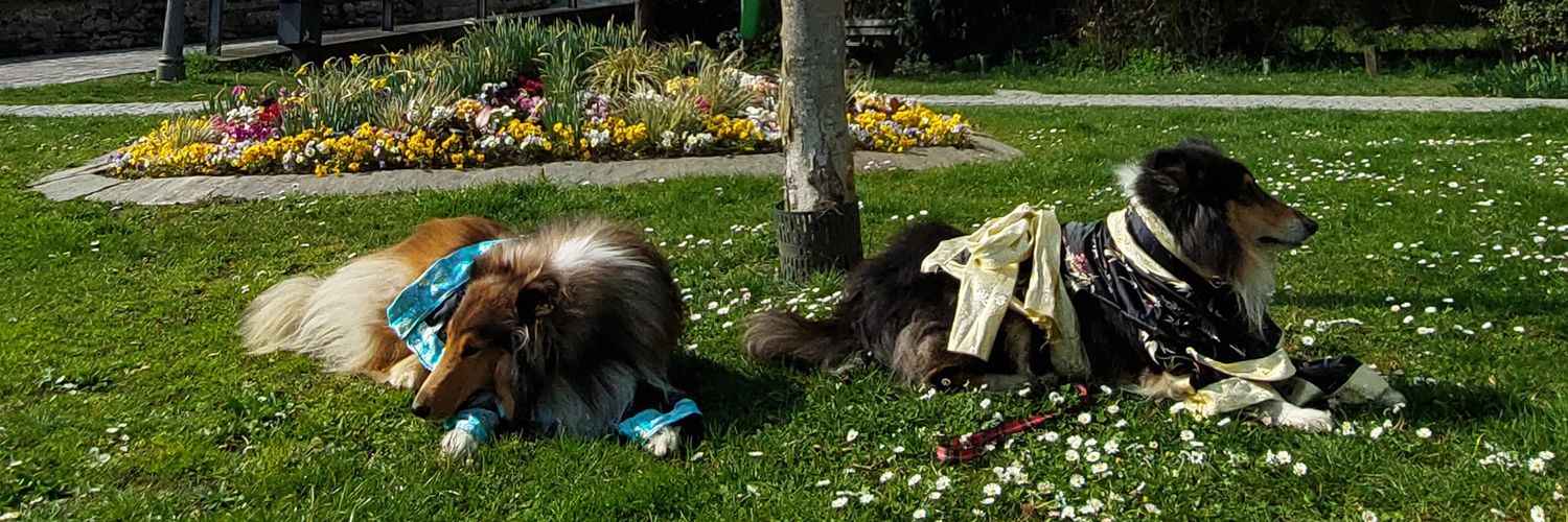 Sir Lucien Barkalot & Gavriel - The IT Collies banner