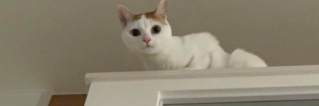volovo's profile banner image