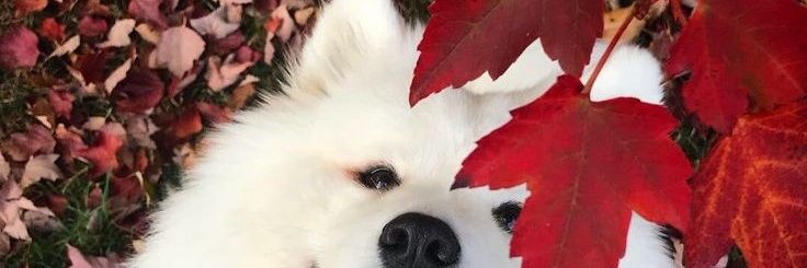 Smile_😁 banner
