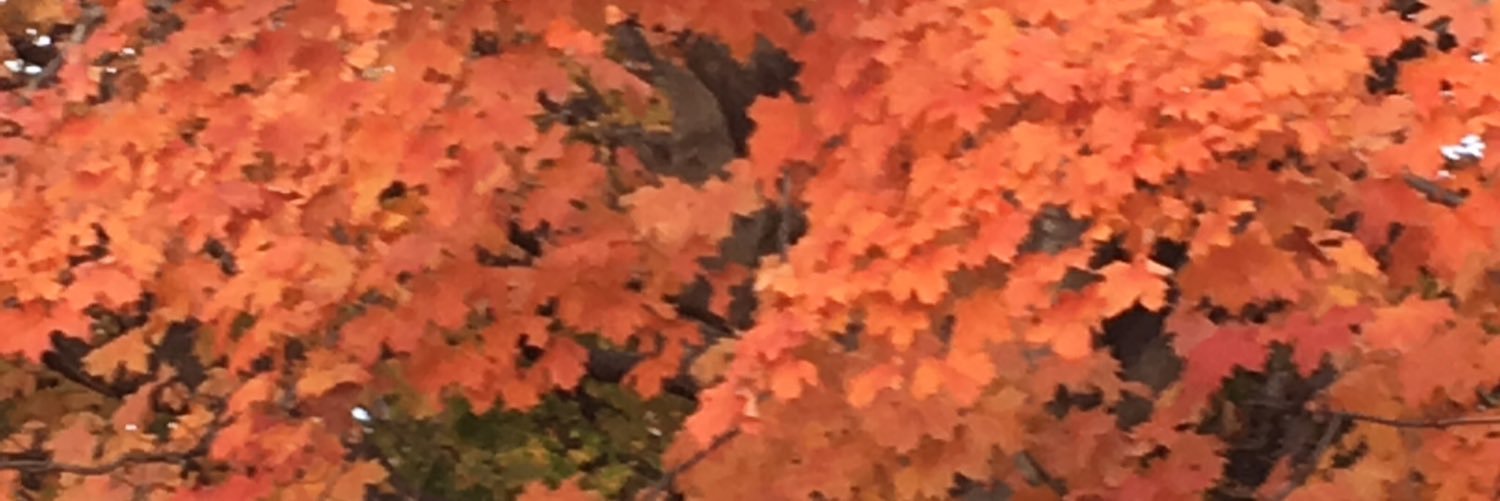 apoe73's profile banner image