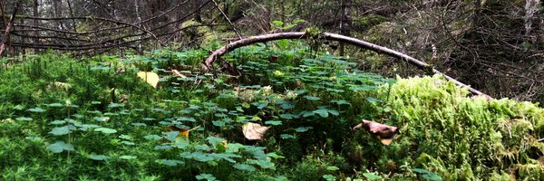 ninanord Profile Banner