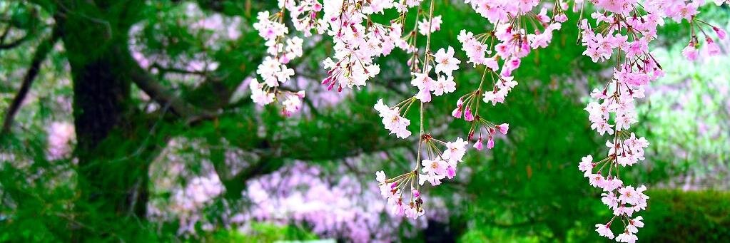 srisukardi's profile banner image