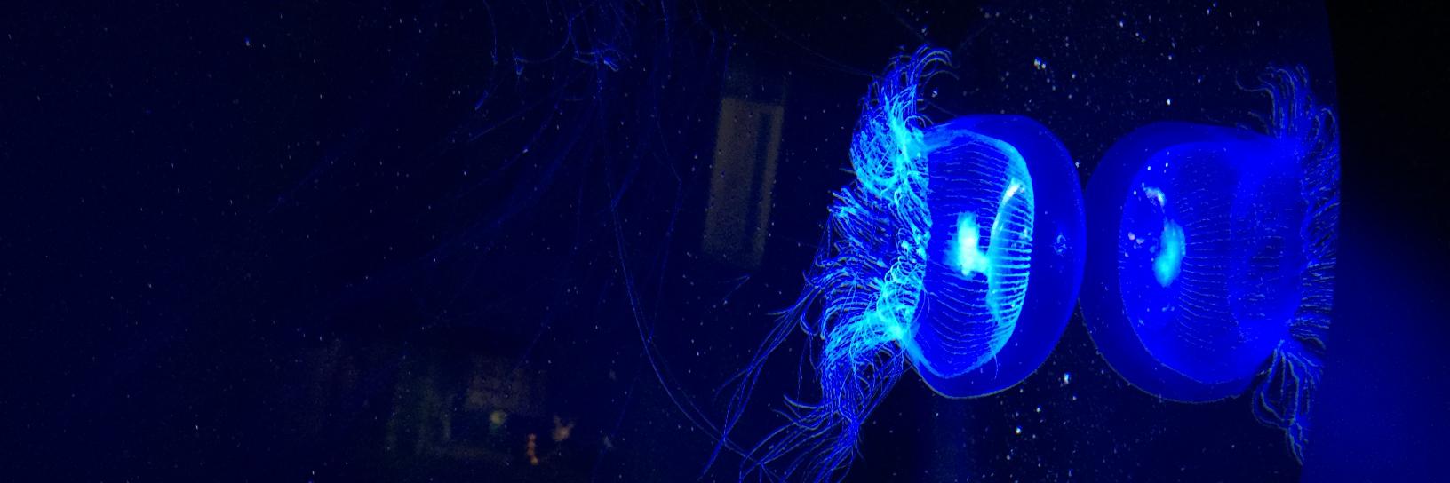 君のクラスのビリから2番🐟 banner