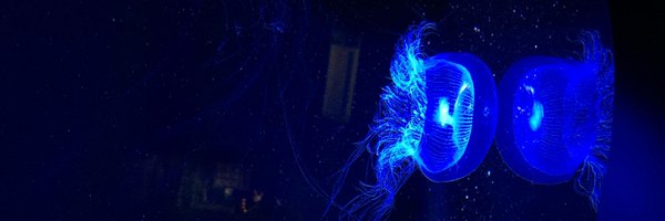 bj1024 Profile Banner