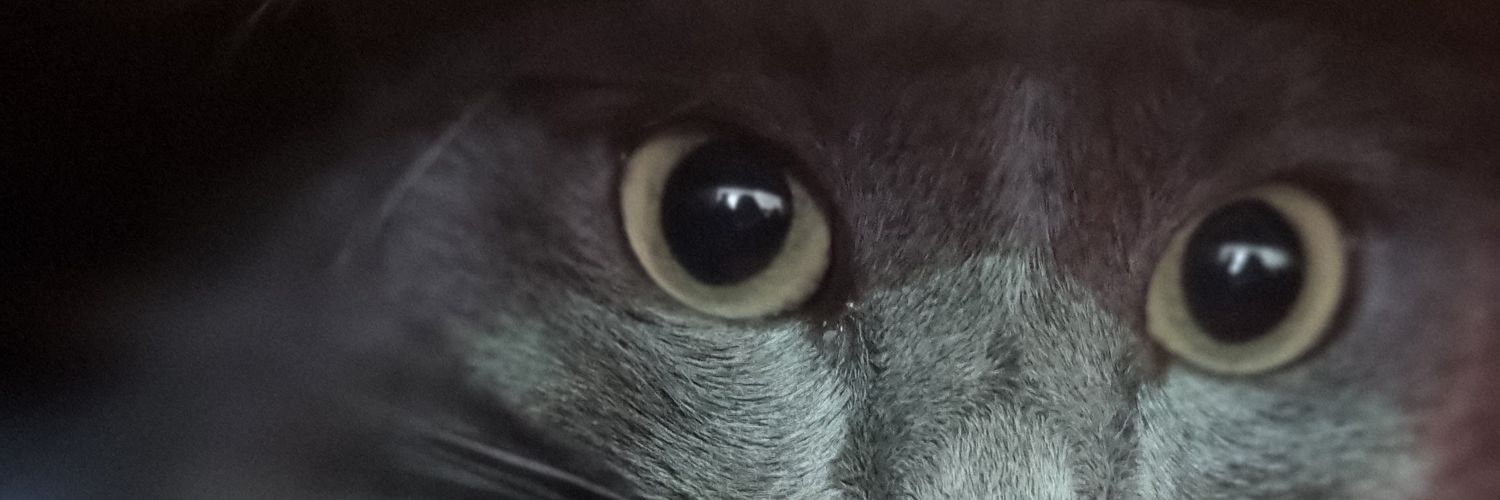 LuJogandoComEla's profile banner image