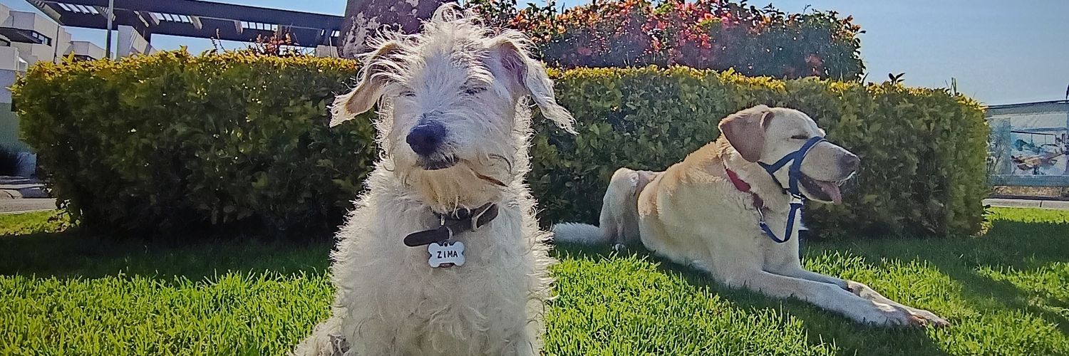 Rikaner's profile banner image