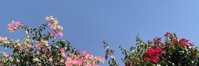 dbouzni's profile banner image