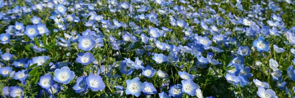 ＢＢ@平地人 banner