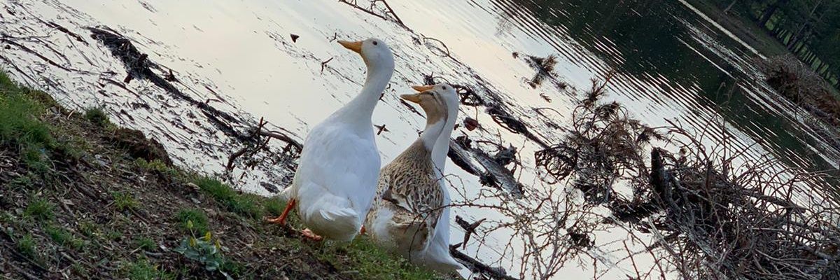 AkMftAk's profile banner image