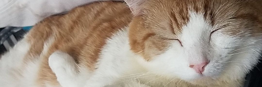 Macadoodle11's profile banner image