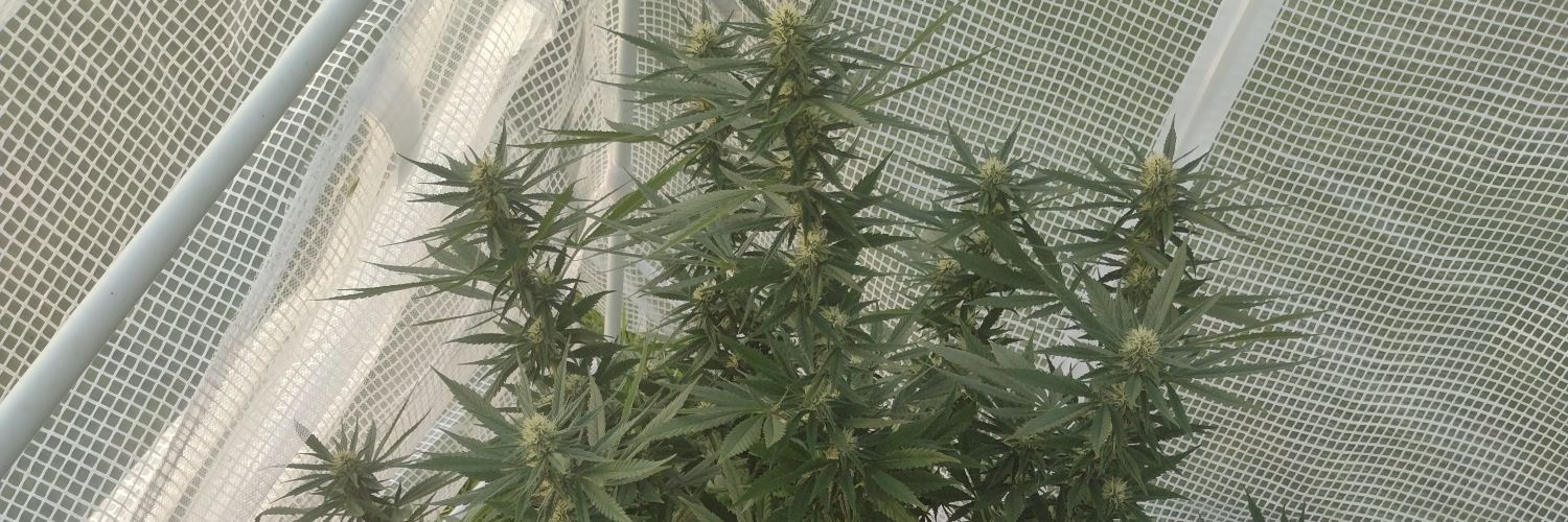 IcYY420's profile banner image