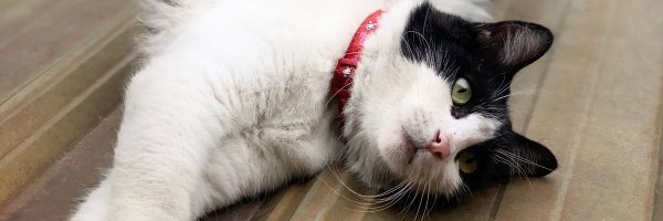 AndreaRosado92 Profile Banner