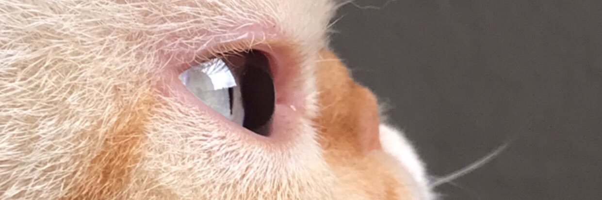 GamzeSarikayaa's profile banner image