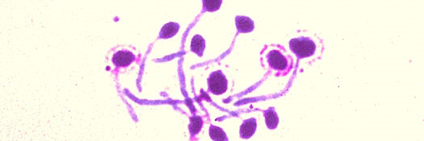 FunHoMic_ITN Profile Banner